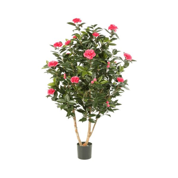 Japanese Camellia 150cm - Pink - Premium Product