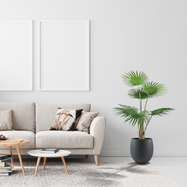 Livistona palm tree in interior design