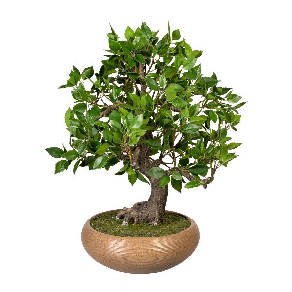 Artificial Bonsai Ficus h-50 cm
