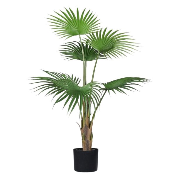 Livistona palm tree 105 cm